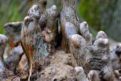 BCDSC_0106