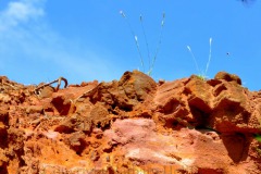 BCDSC_B0655-3