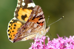 BCDSC_0518-1